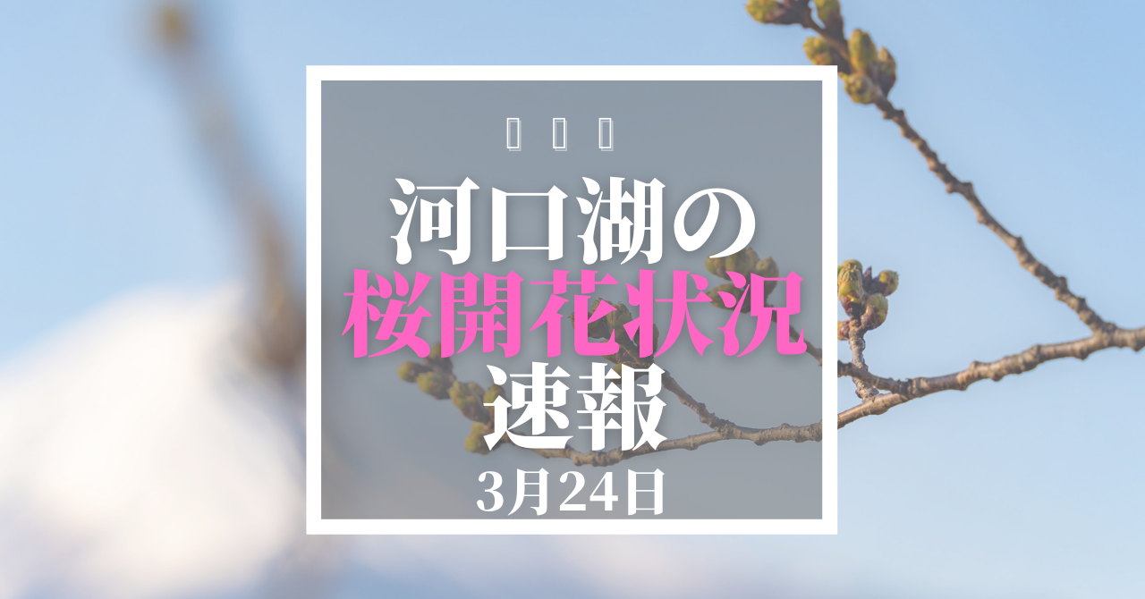 河口湖の桜開花速報